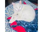 Slim Shady, Domestic Shorthair For Adoption In Haltom City, Texas