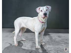 Gwen, American Pit Bull Terrier For Adoption In Ann Arbor, Michigan