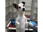 Wishbone Whimsy, Jack Russell Terrier For Adoption In Carrollton, Texas