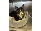 Tux, Domestic Shorthair For Adoption In Twinsburg, Ohio