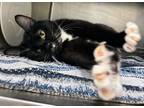 Archmage, Domestic Shorthair For Adoption In Twinsburg, Ohio