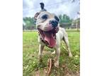 Petey Waller, American Staffordshire Terrier For Adoption In Provo, Utah