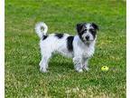 Tommy, Terrier (unknown Type, Medium) For Adoption In Yuba City, California