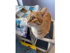 Oliver, Domestic Shorthair For Adoption In Belleville, Ontario