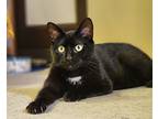 Mew, Domestic Shorthair For Adoption In Stratford, Ontario