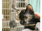 Katrina, Domestic Shorthair For Adoption In Wooster, Ohio