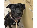 Snoop, American Pit Bull Terrier For Adoption In Troutdale, Oregon