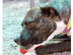 Mac, American Staffordshire Terrier For Adoption In Kingman, Arizona