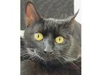 Elliott, Domestic Shorthair For Adoption In Tiburon, California