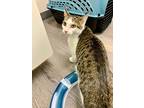 Amazon Prime, Tabby For Adoption In Tiburon, California