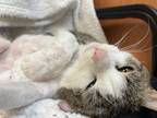 Spice, Domestic Shorthair For Adoption In Maumee, Ohio