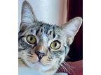 Radio, Tabby For Adoption In Tiburon, California