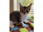 Picasso Artiste, Domestic Shorthair For Adoption In Chandler, Arizona