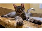 Rembrant Artiste, Domestic Shorthair For Adoption In Chandler, Arizona
