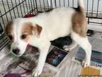 Rocky, Parson Russell Terrier For Adoption In Lake Hopatcong, New Jersey
