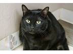 Lily Stark, Domestic Shorthair For Adoption In Fountain Hills, Arizona