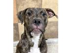Marvin, American Pit Bull Terrier For Adoption In Fort Worth, Texas