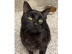 Tomodachi, Domestic Shorthair For Adoption In Fresno, California