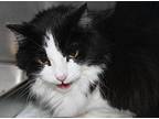 Kitty (spayed), Domestic Longhair For Adoption In Marietta, Ohio