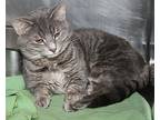 Hooter (neutered) Pics 4/6/24, Domestic Shorthair For Adoption In Marietta, Ohio