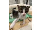 Harry, Domestic Shorthair For Adoption In The Woodlands, Texas
