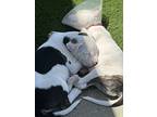 Nas, Staffordshire Bull Terrier For Adoption In Oakdale, California