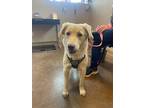 Mimi, Labrador Retriever For Adoption In Alvarado, Texas