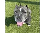 Debra, American Pit Bull Terrier For Adoption In Grapevine, Texas