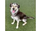 Kevin, Terrier (unknown Type, Small) For Adoption In Grapevine, Texas
