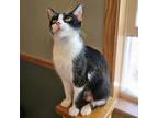 Piper, Domestic Shorthair For Adoption In Verona, Wisconsin