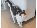 Wallace, Domestic Shorthair For Adoption In Mont Belvieu, Texas