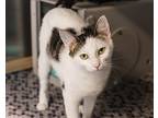 Angel, Domestic Shorthair For Adoption In Mont Belvieu, Texas