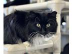 Mindy, Domestic Longhair For Adoption In Faribault, Minnesota