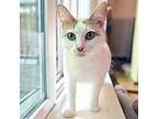 Abigail, Turkish Van For Adoption In Chicago, Illinois