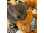 Teddy Bear, Domestic Mediumhair For Adoption In Louisville, Kentucky