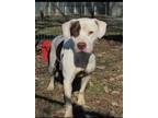 Steel, American Pit Bull Terrier For Adoption In Shelbyville, Kentucky