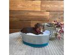 Dachshund Puppy for sale in Dearing, GA, USA