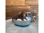 Dachshund Puppy for sale in Dearing, GA, USA
