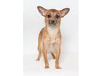 Novak, Terrier (unknown Type, Small) For Adoption In San Luis Obispo, California