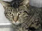 Plex, Domestic Shorthair For Adoption In Newton, Kansas