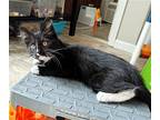Minnie - Sweet Social Kitten Girl, Domestic Mediumhair For Adoption In