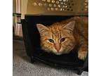 Peanut Butter, Domestic Shorthair For Adoption In Pembroke, Ontario