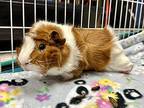 Sheriff, Guinea Pig For Adoption In Andover, Connecticut