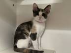 Lyla, Domestic Shorthair For Adoption In Phoenix, Arizona