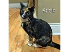 Apple, Domestic Shorthair For Adoption In Chicago, Illinois