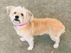 Lexi, Wheaten Terrier For Adoption In Phoenix, Arizona