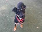 Deja, Miniature Pinscher For Adoption In Phoenix, Arizona