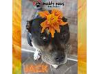 Jack (courtesy Post), Staffordshire Bull Terrier For Adoption In Council Bluffs
