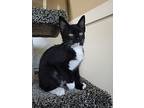 Kelly Kit 5, Domestic Shorthair For Adoption In Powell River, British Columbia