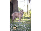 72780a Foxtrot, American Staffordshire Terrier For Adoption In North Charleston